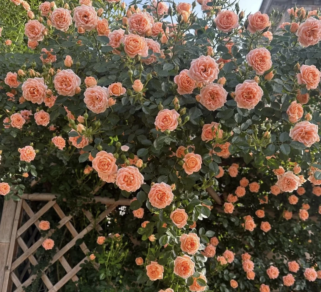【甜梦】爬藤月季多头丰花多季节持续开花1-1.5m左右高度