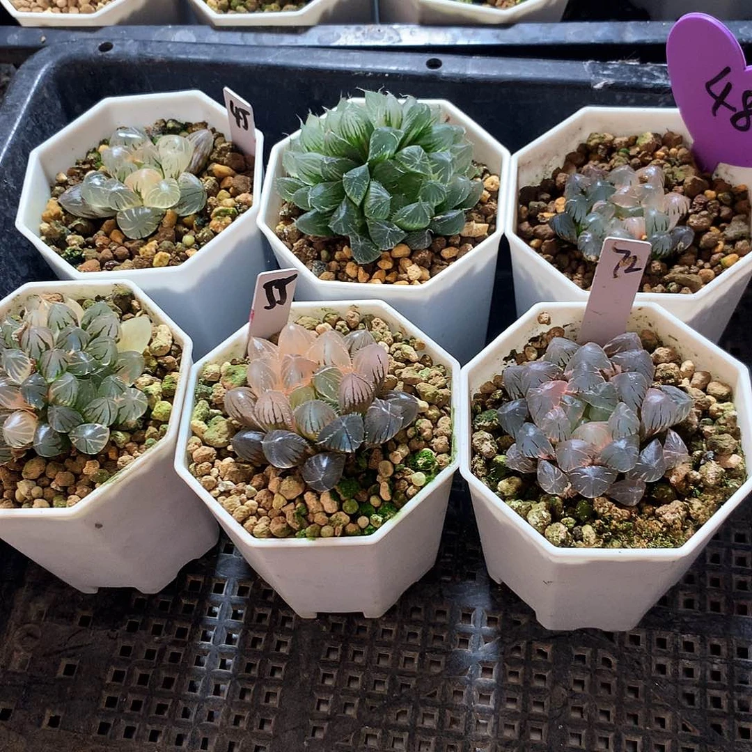 钭***钭一物一拍，带盆带土