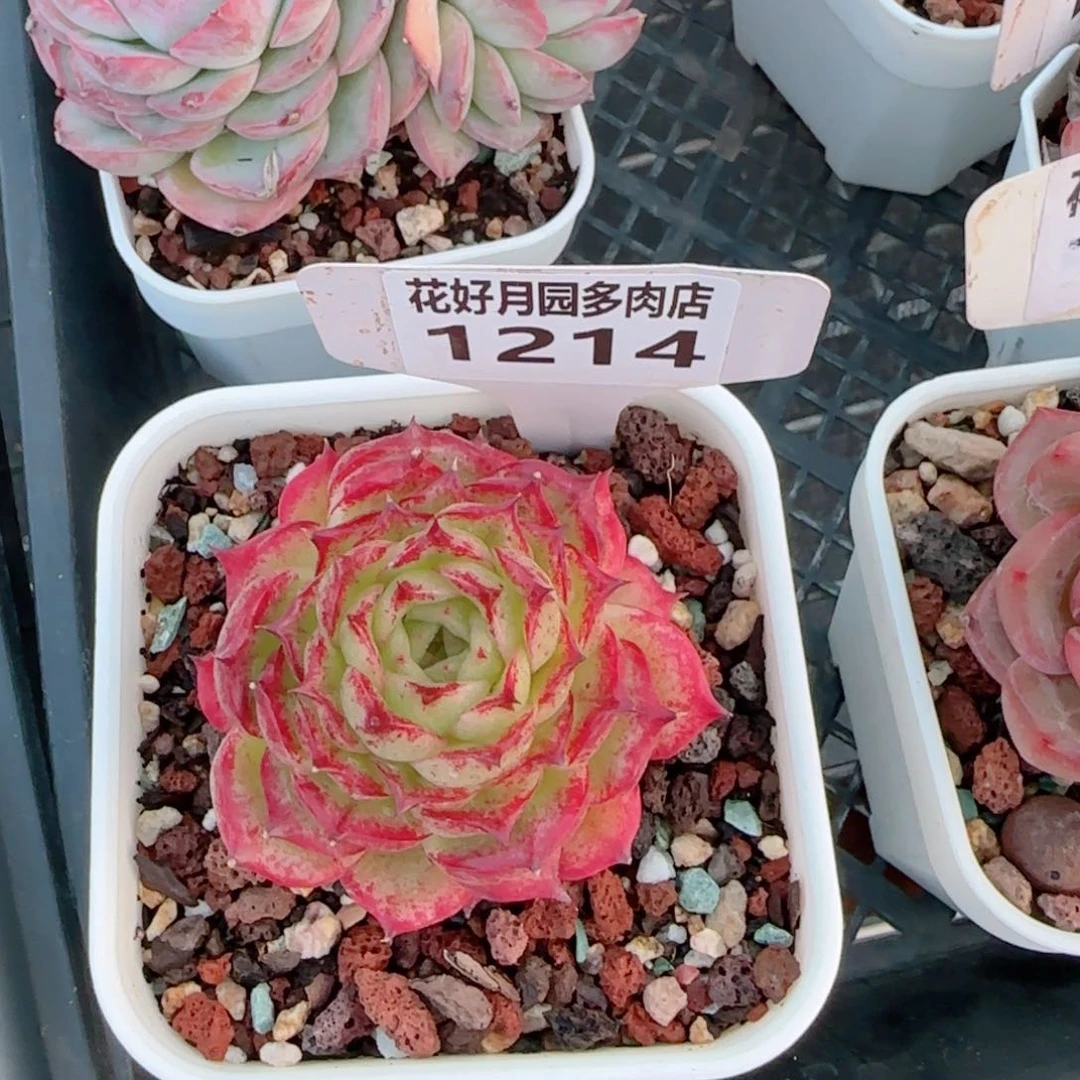 多肉植物1214………….