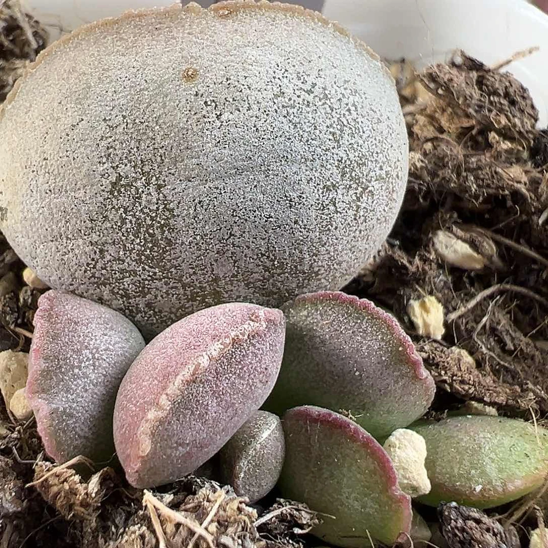 首单开播福利多肉水泡植物