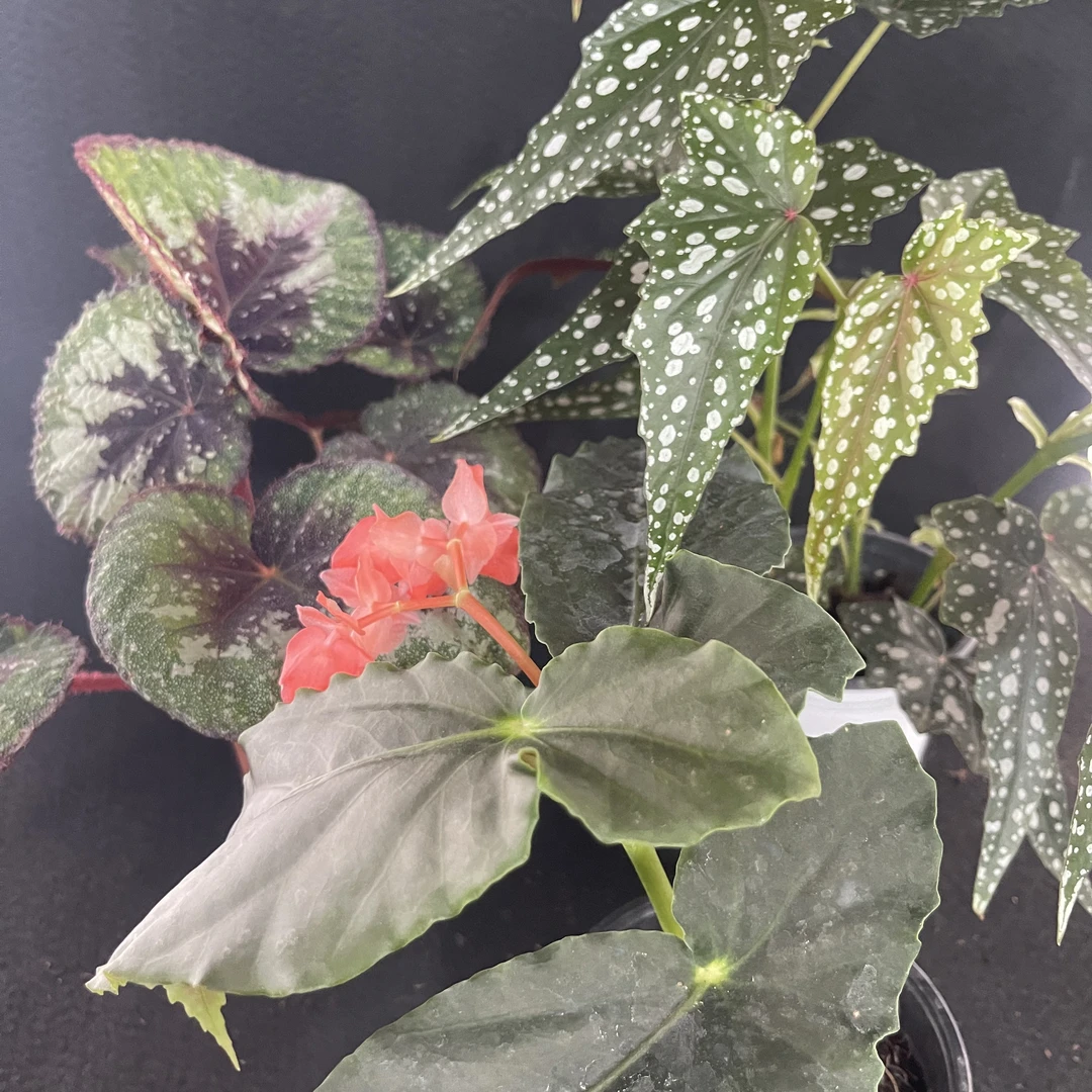 鲜花【天蝎座+沙丁鱼+龙翅】组合+赠加仑盆