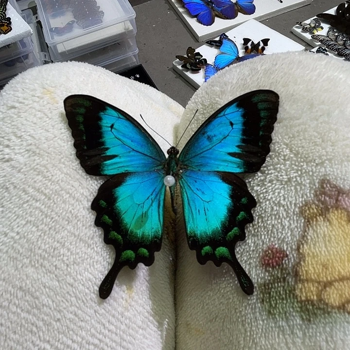 五斑翠凤蝶压棉发货