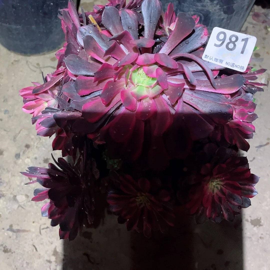 无花朵多肉植物981