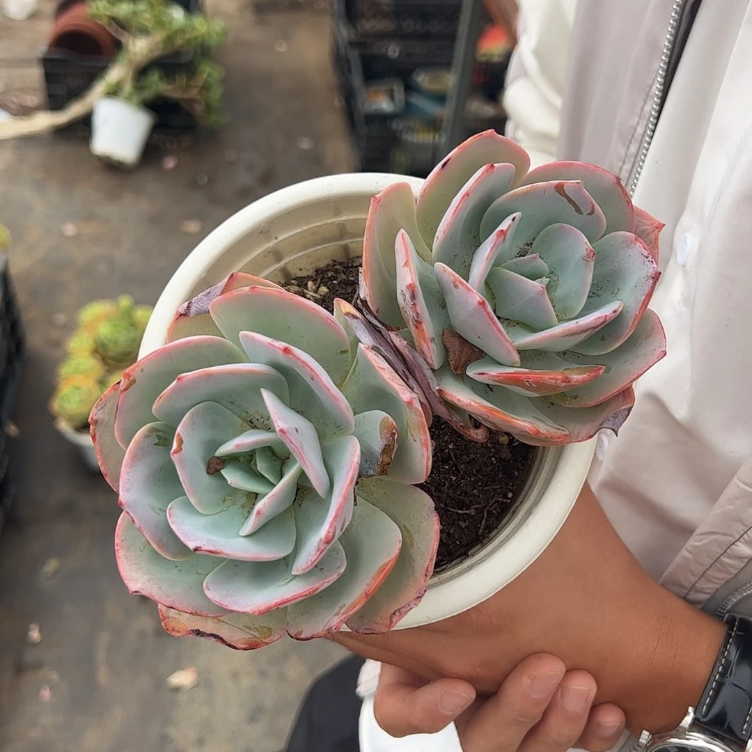 双头起发血凤一盆