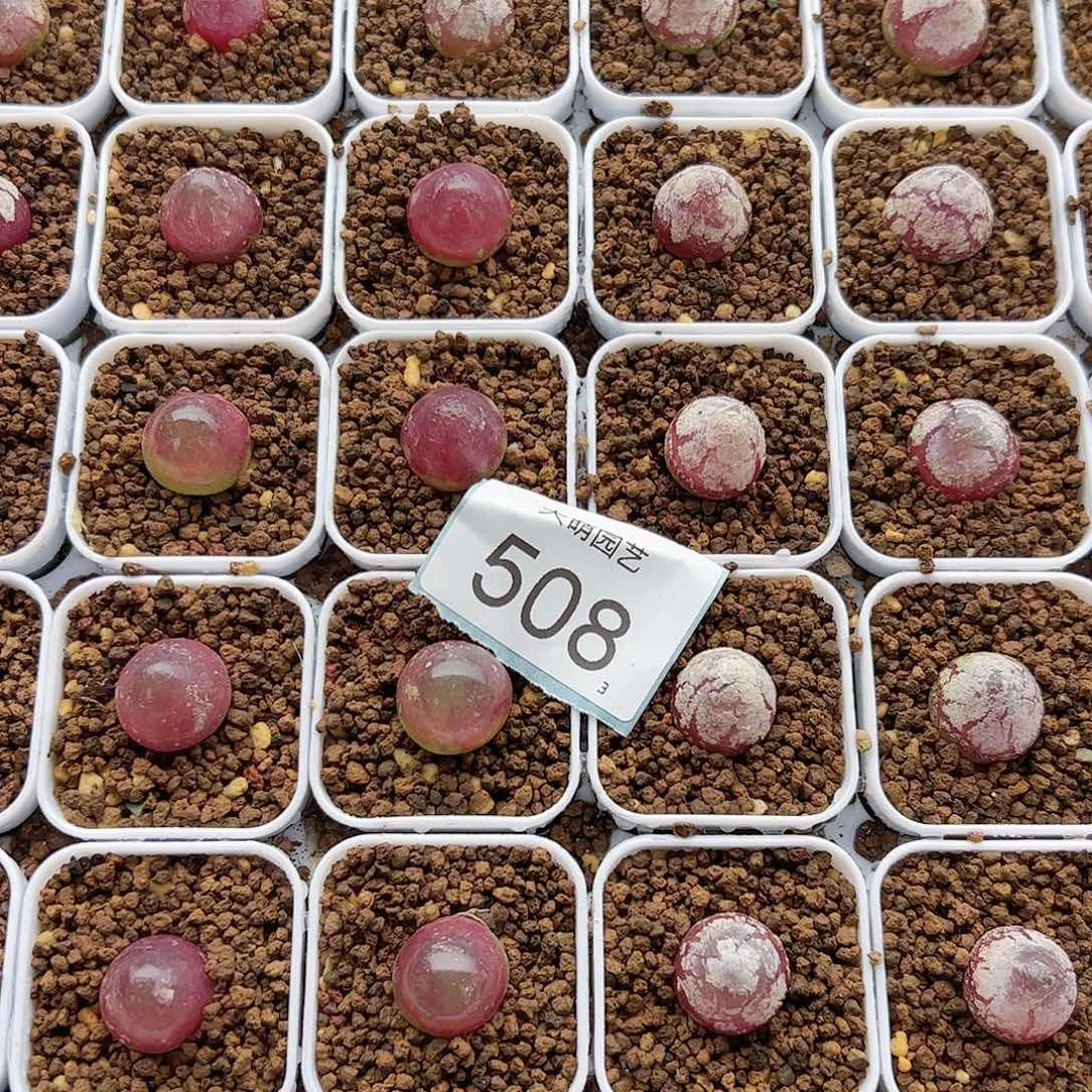 0000508量拍灯泡3颗尺寸1.5上下脱土发