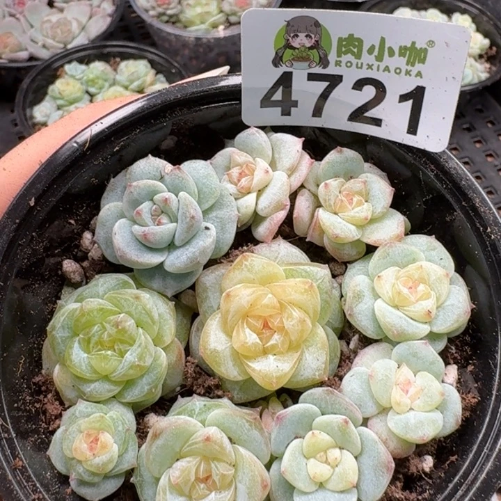 多肉植物多肉植物