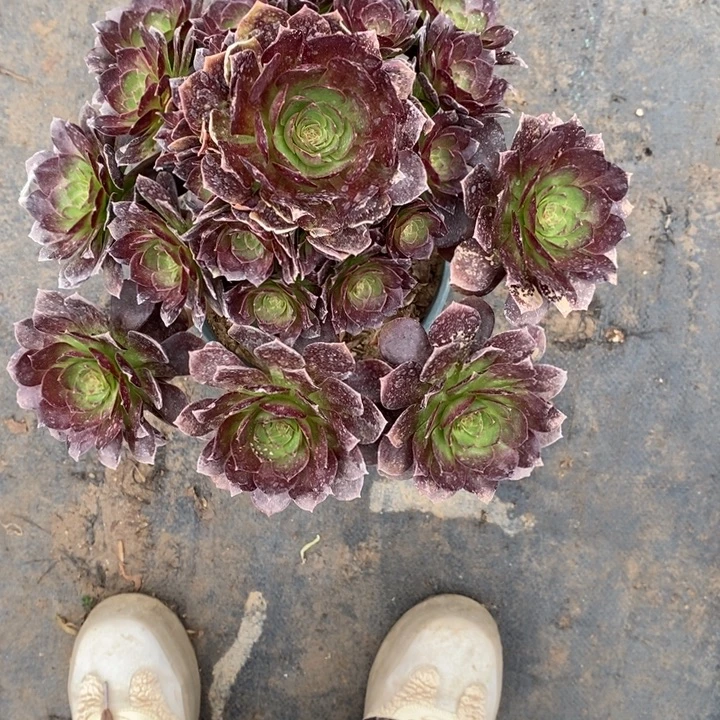 赤焰莲20多肉植物法师法师