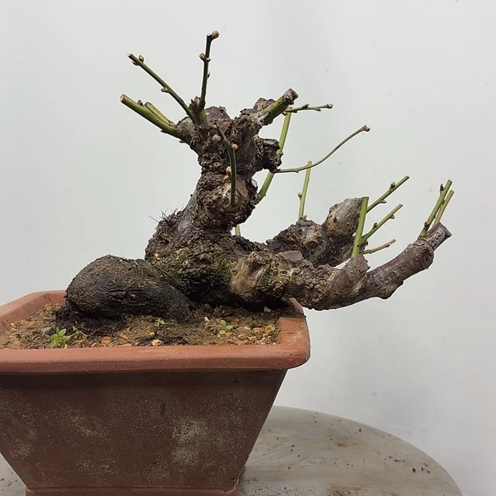 无花朵梅花梅花梅花花朵花