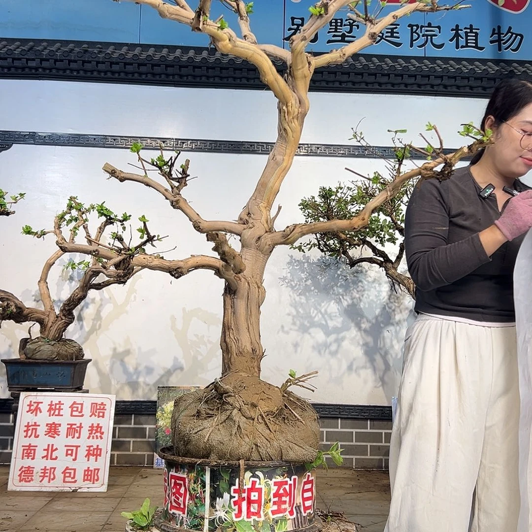 完全开放金银花88888
