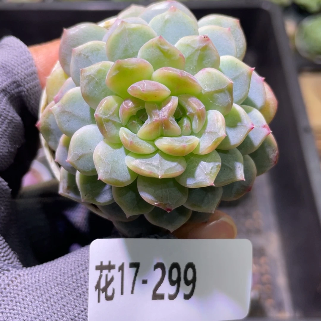 花利美17-299新品