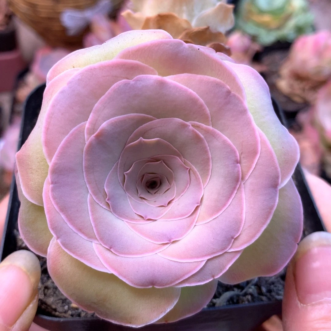 一物一拍挚爱红颜069