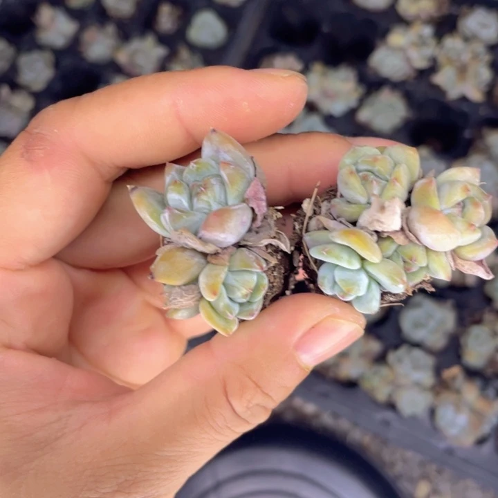 星影群生5元5颗满18包邮