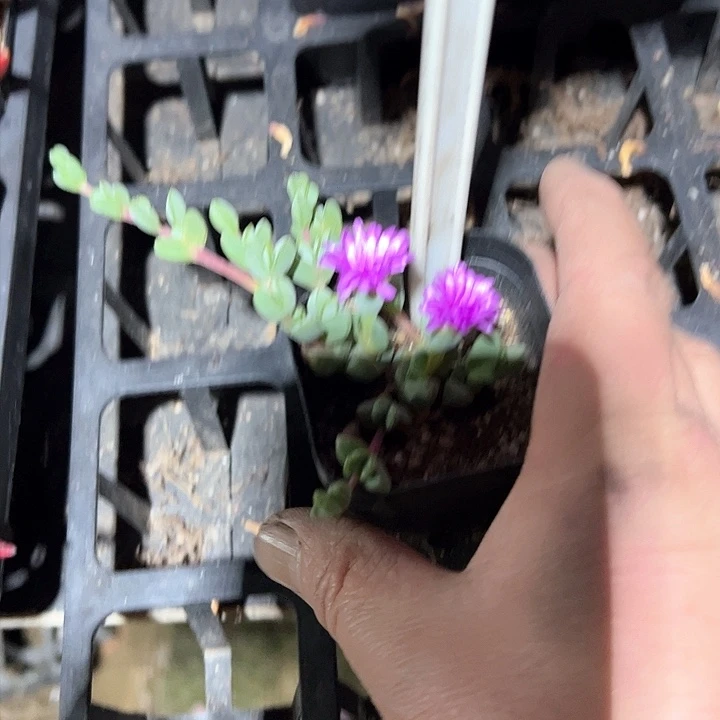 碧玉莲多肉植物百科词条图册来源