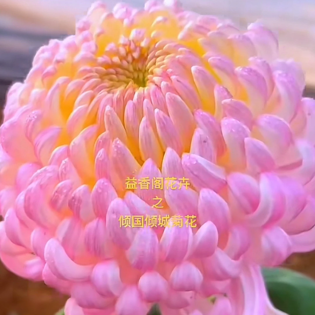 【倾国倾城】3到四个分支菊花苗耐寒耐热阳台庭院地栽