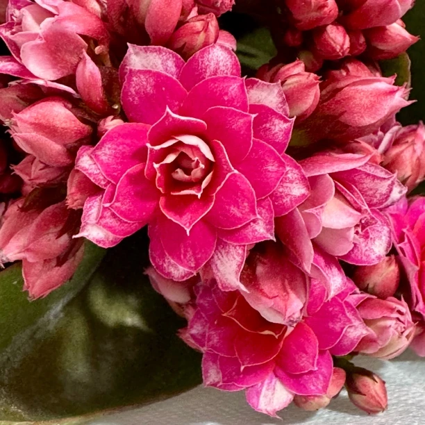 【胭脂笑】新品重瓣长寿花110盆