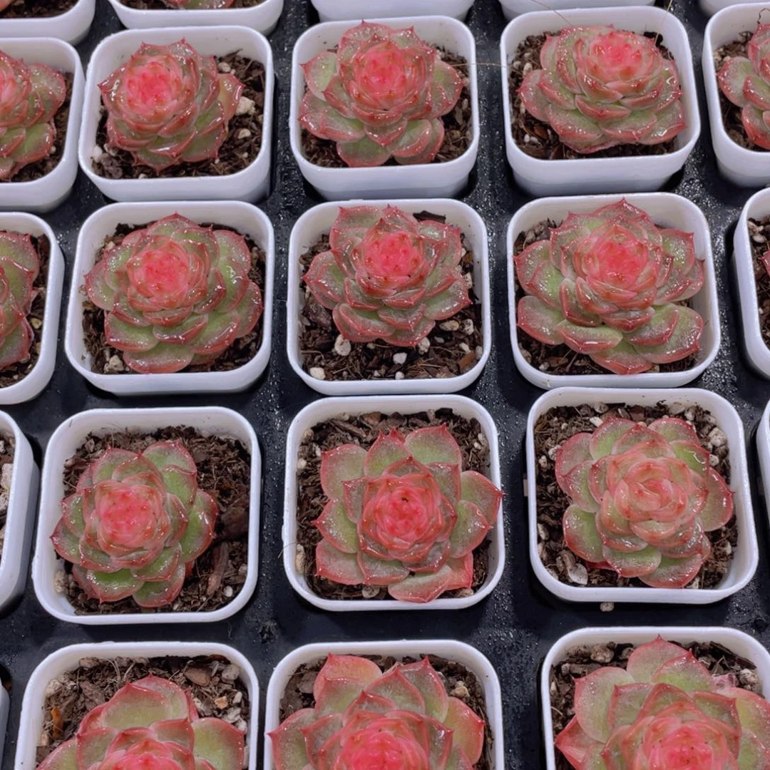 量拍92号 全状态糖心冻唇蜜单头两个