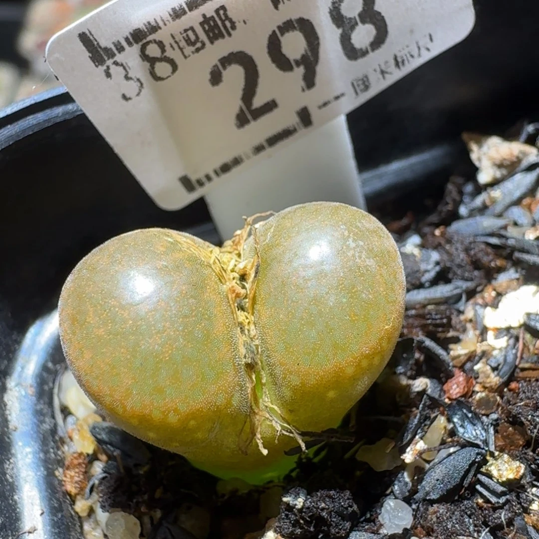 Sss精品系列便宜298