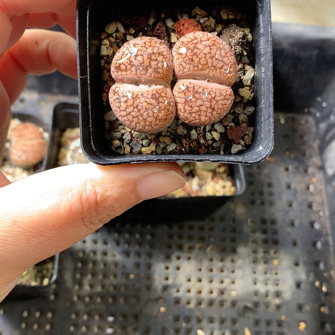 K156多肉植物保护