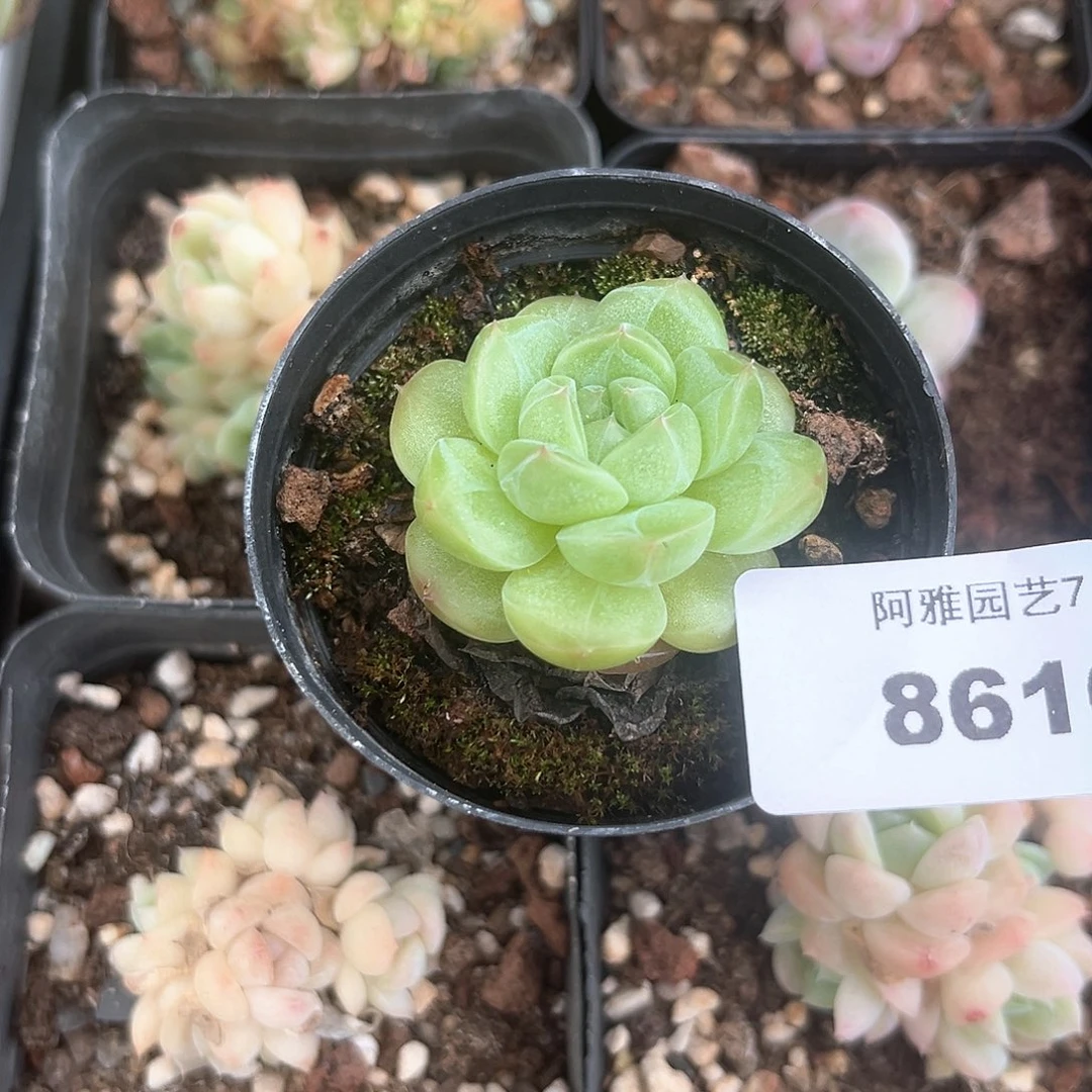 阿雅园艺。      8616