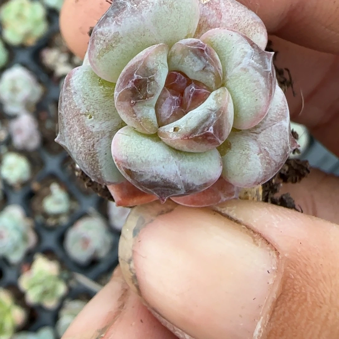 小卡拉米糖心一物一拍7-64