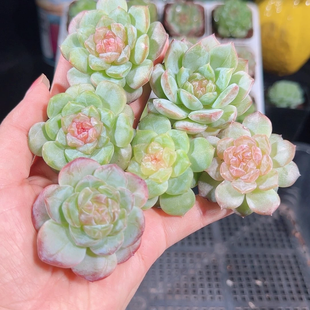 0930---197一物一拍