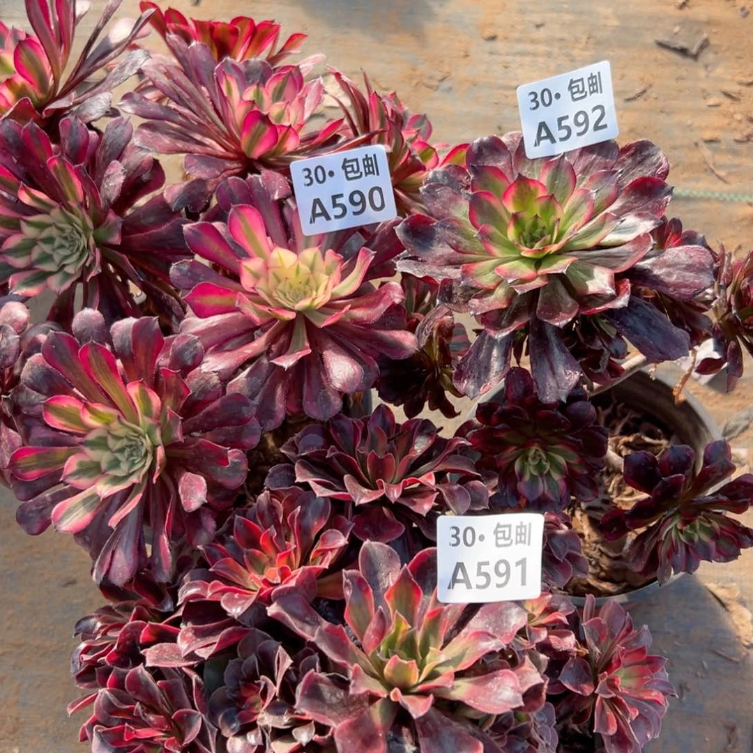 夏*3颗多肉断枝不包