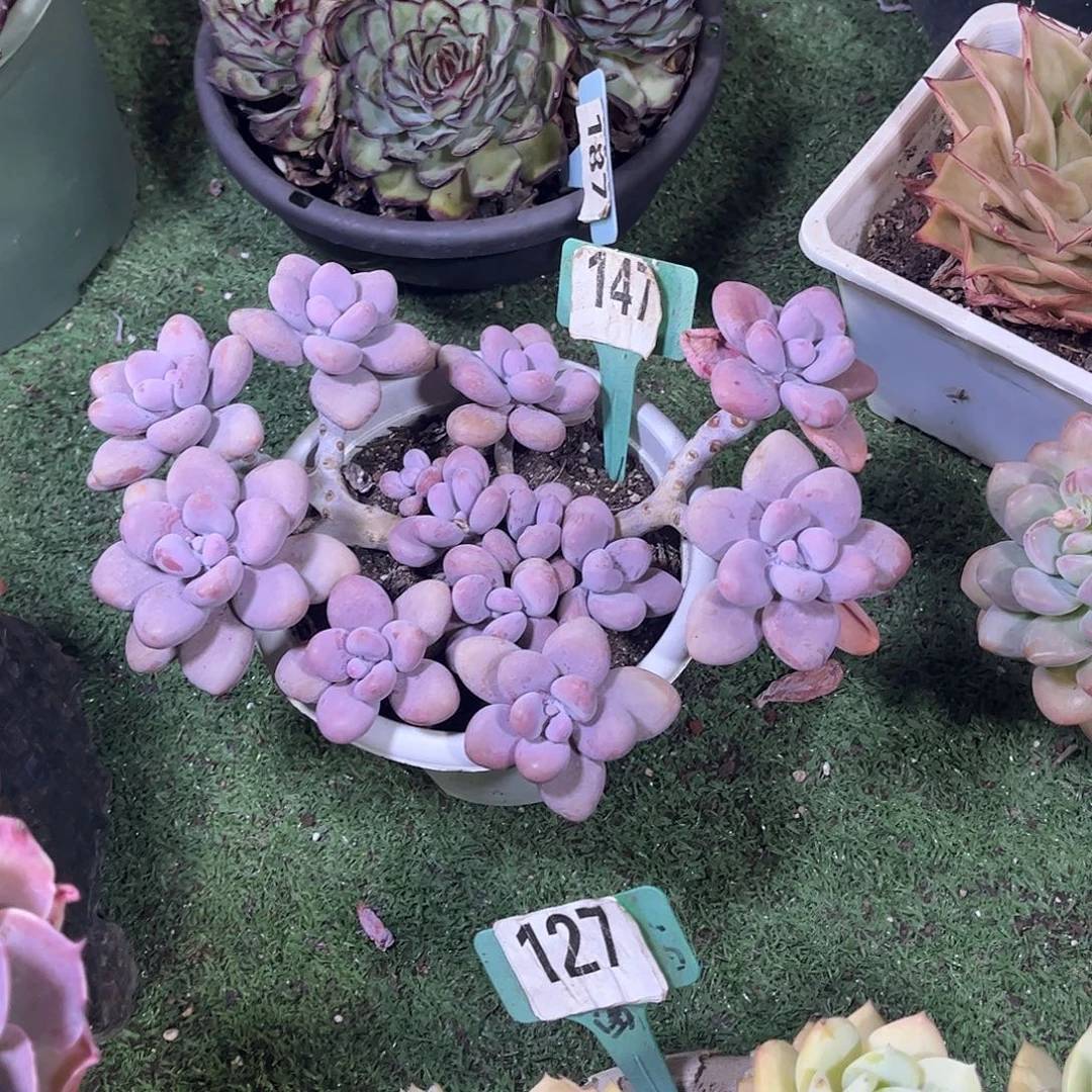 天***の桃蛋多肉植物保护147