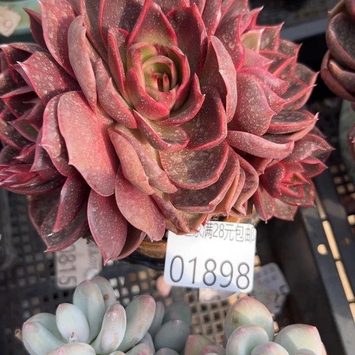 幸运儿是一位非常优秀