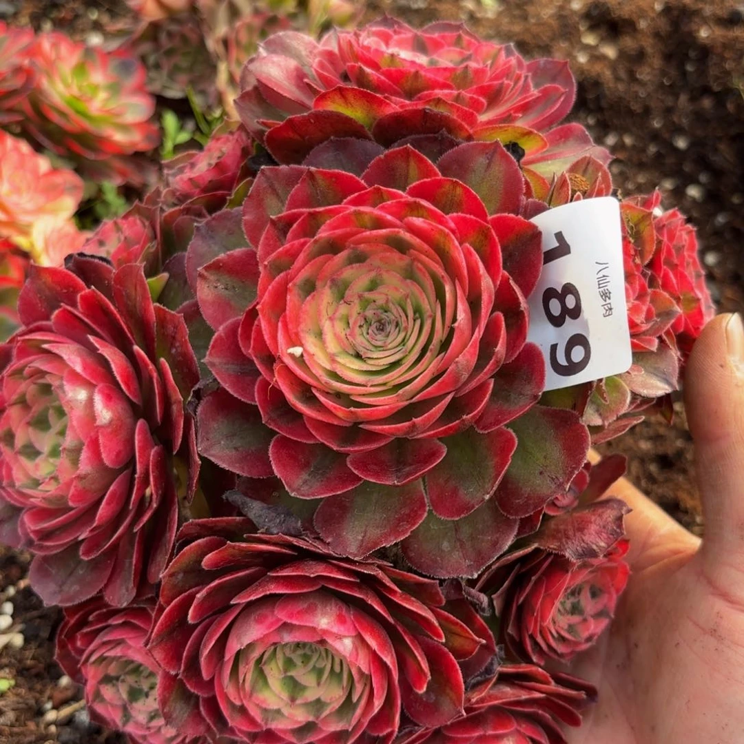 189多肉植物荔枝