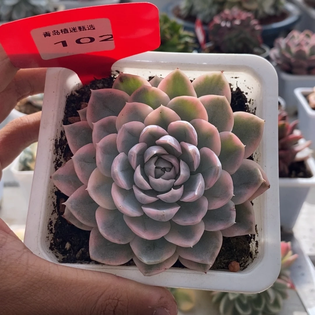 102号雪球锦多肉植物