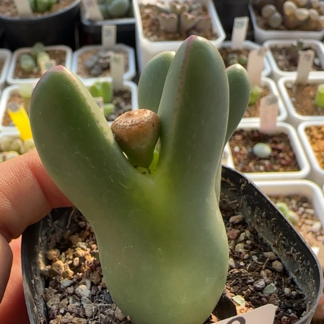 【闪购商品】再****@7830