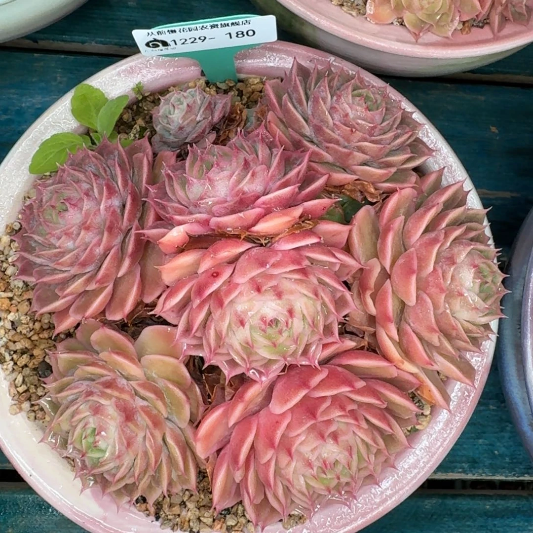 从前慢花园多肉编号1229-180