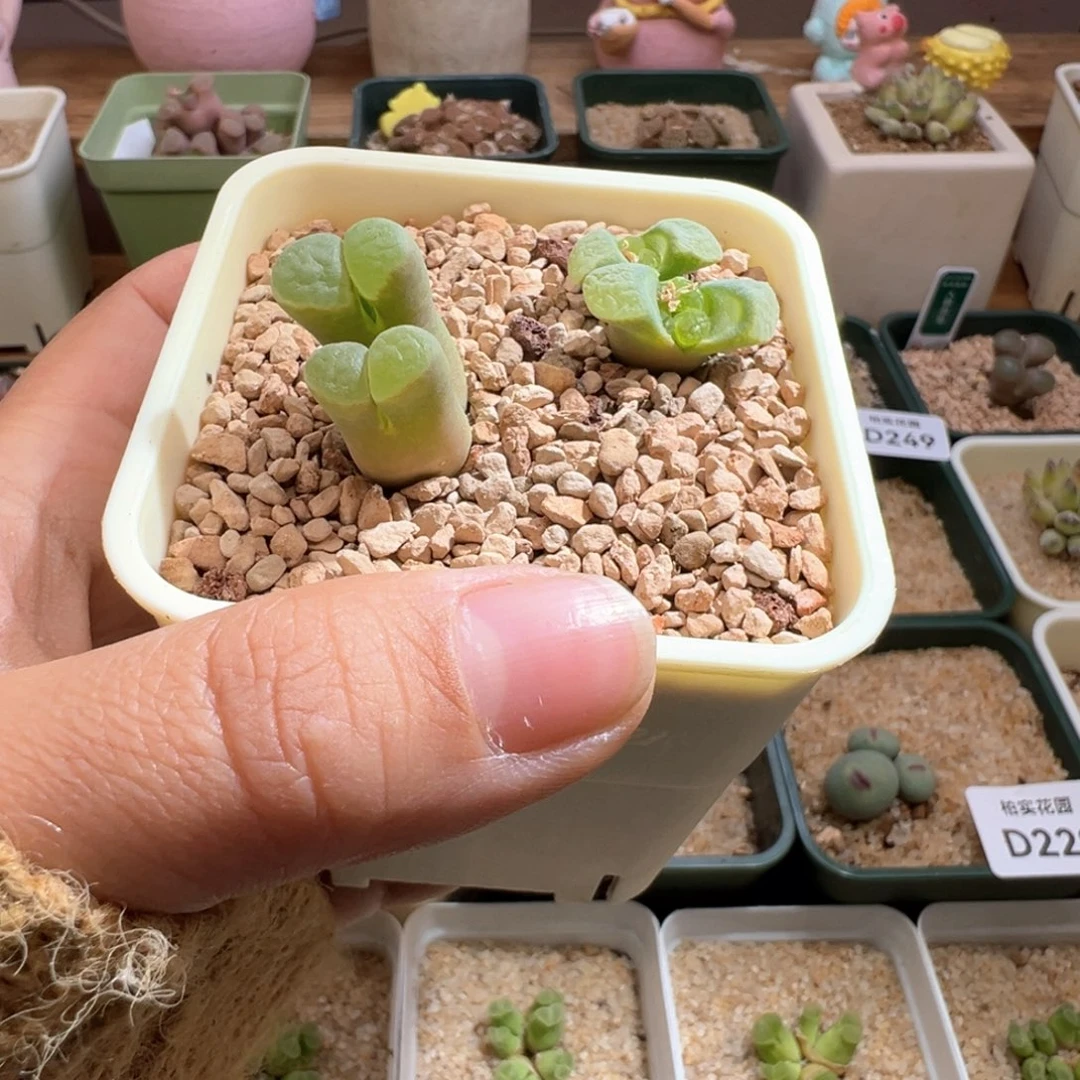 284。编号丢失风铃