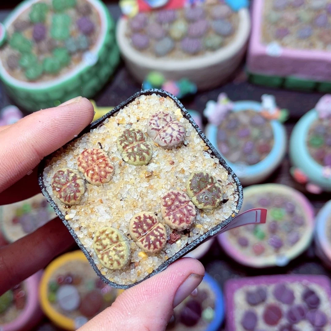 502生石花带盆发1