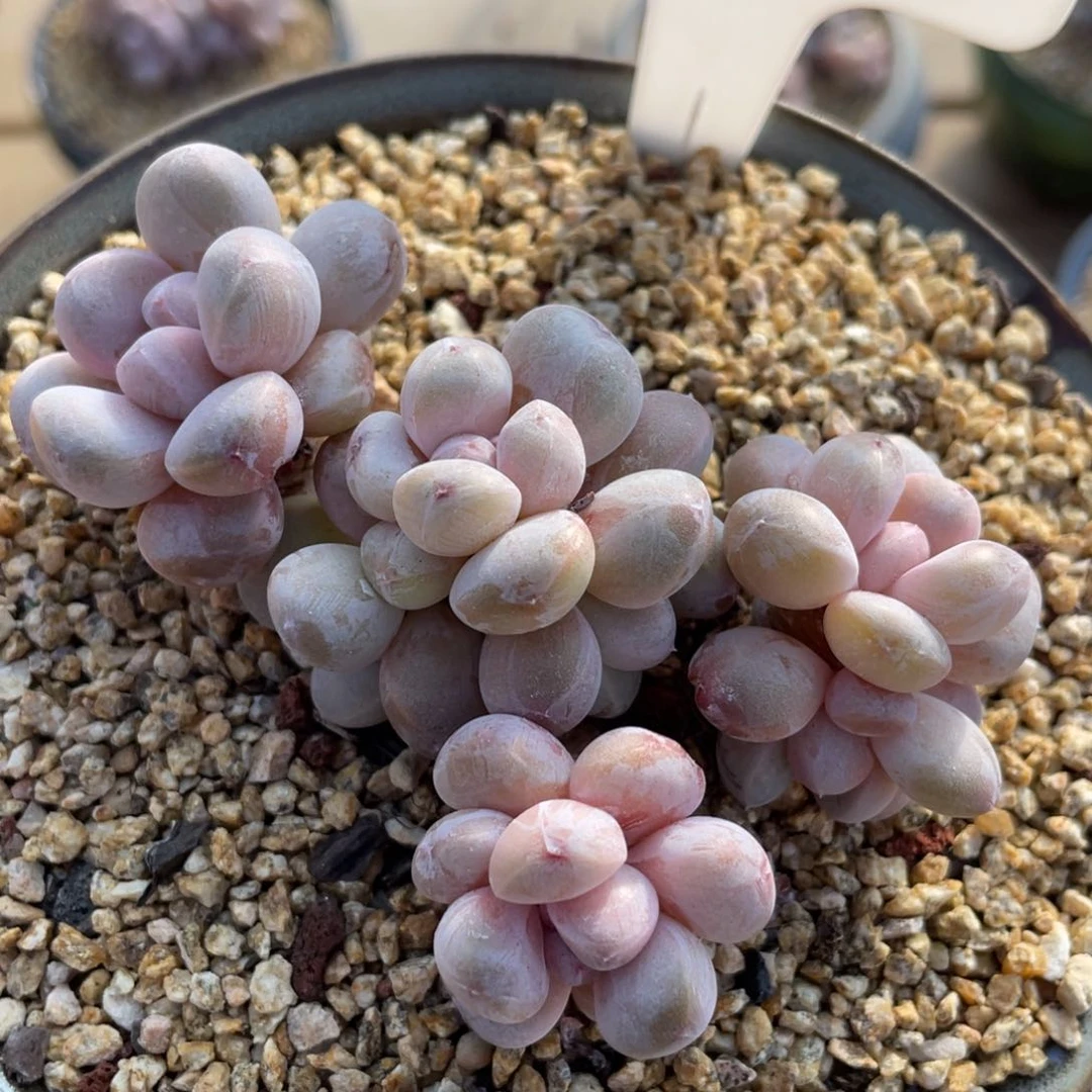 メ****゛171香芋不带盆啦啦啦