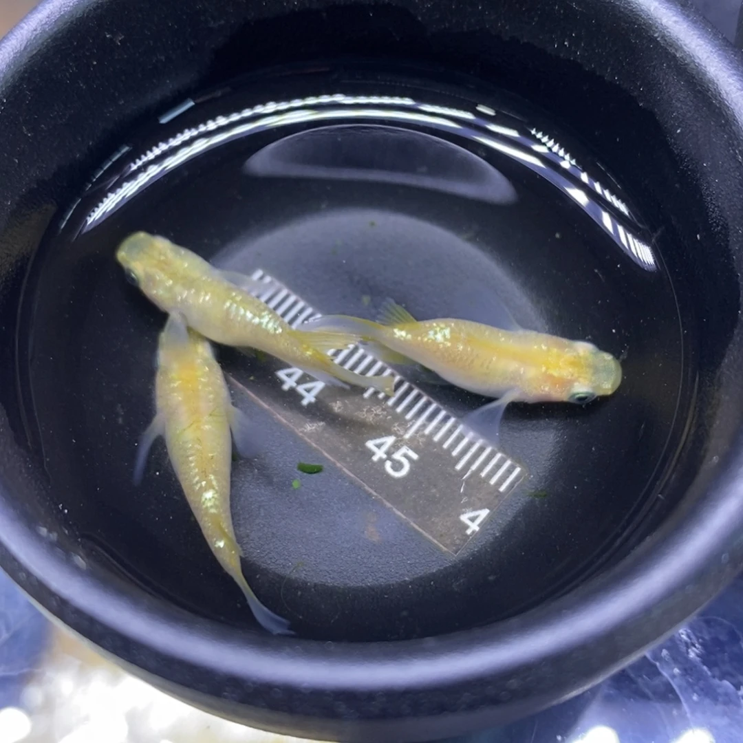 青鳉鱼金色金色6号