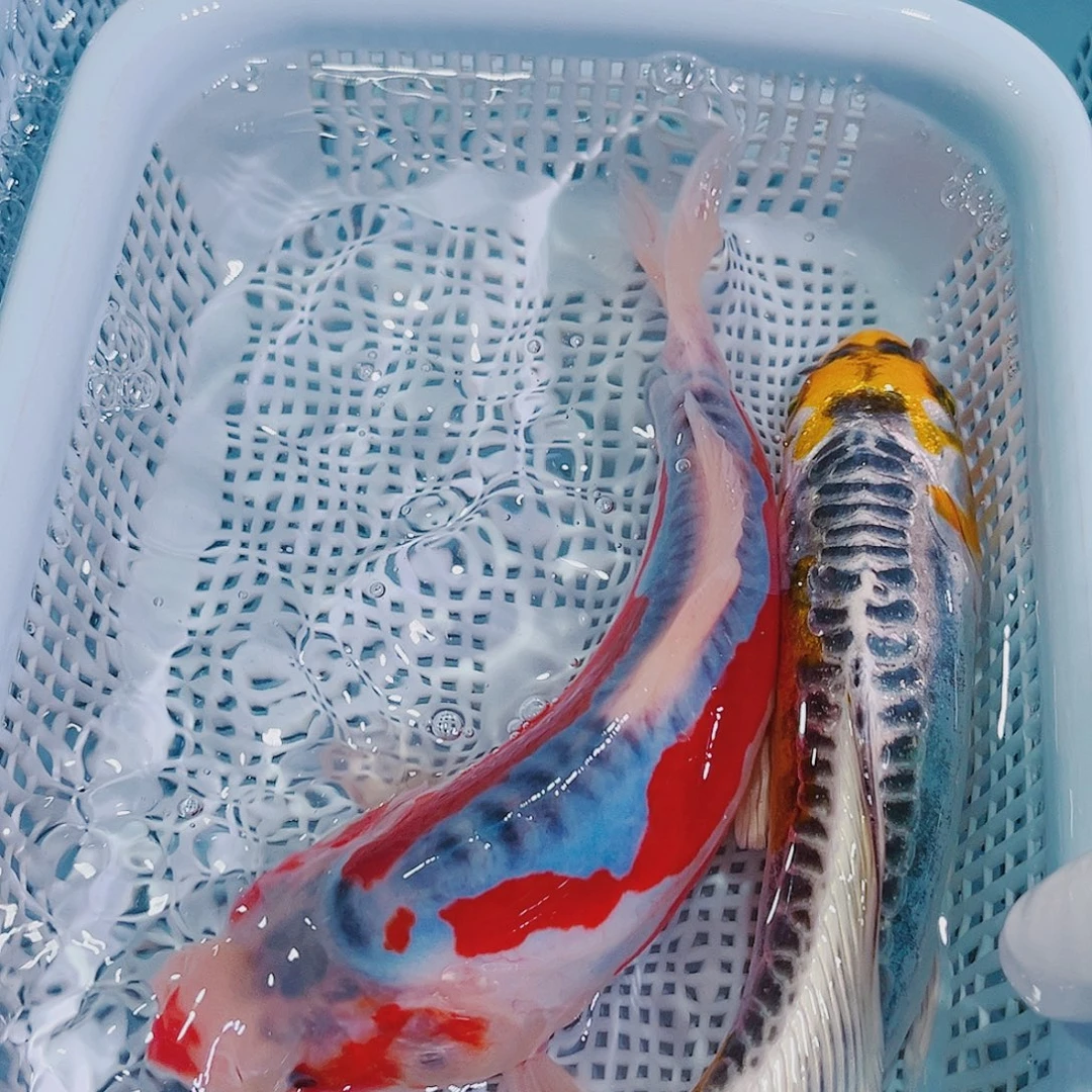 锦鲤锦鲤冷水鱼观赏137