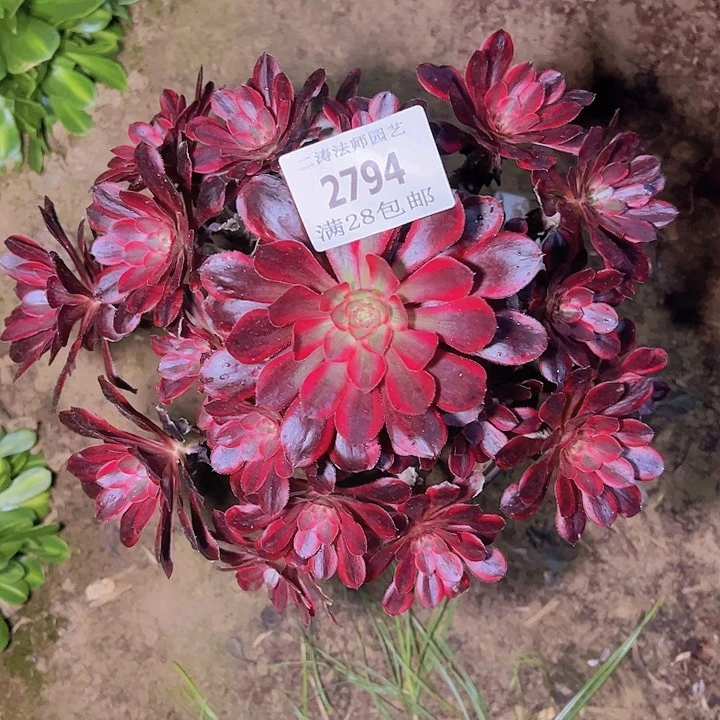 2794香奈尔多肉植物2号