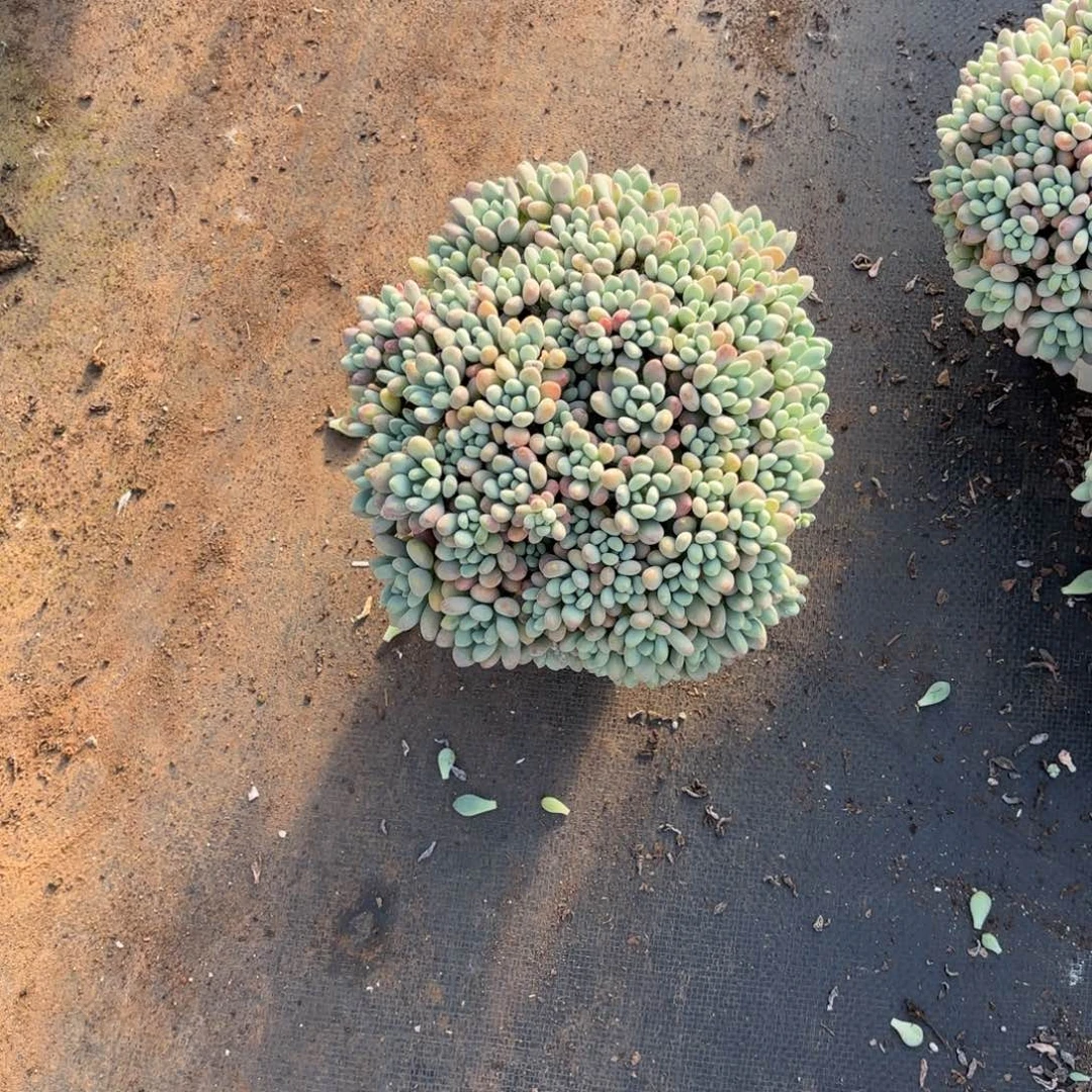 鱼子酱老庄多肉植物
