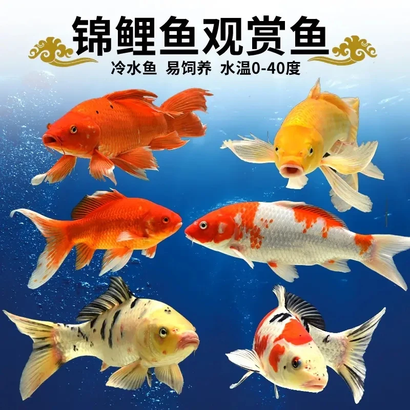 【开播福利】13-15cm 2黄2白1红草 冷水鱼耐活好养观赏鱼