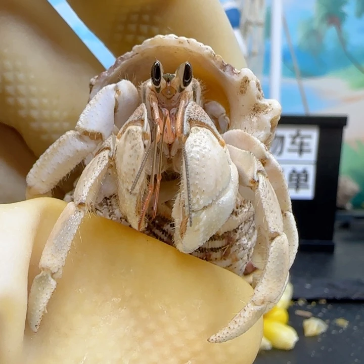 A15米黄 西沙1.8cm口径