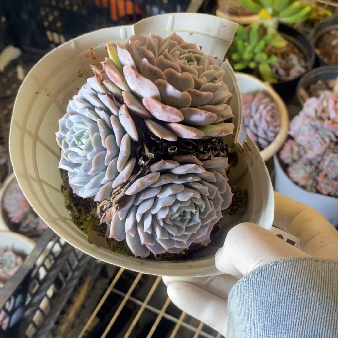 2337冰橙老桩一物一拍