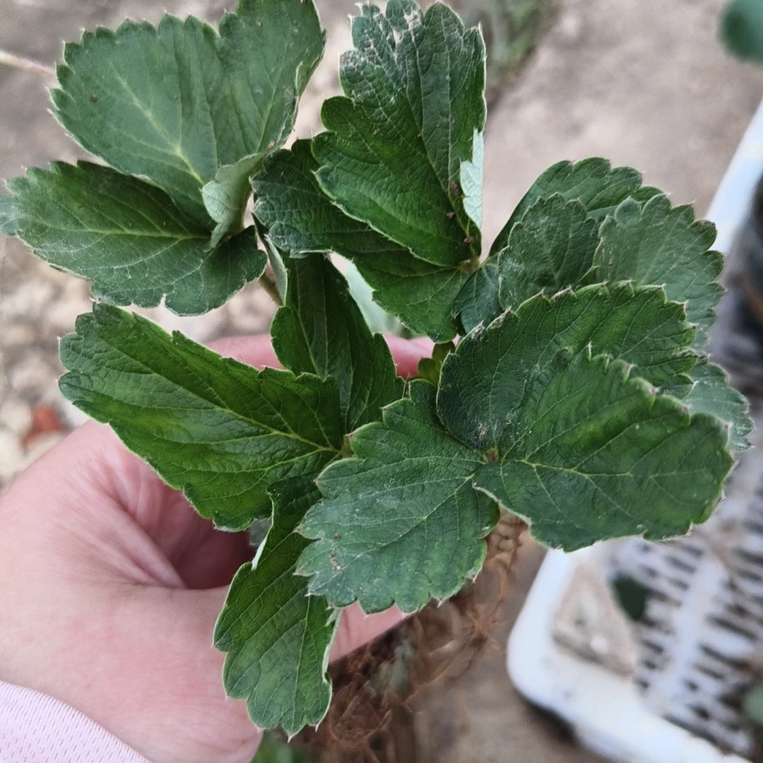 粉白草莓系列产量高新手好养盆栽地载可种