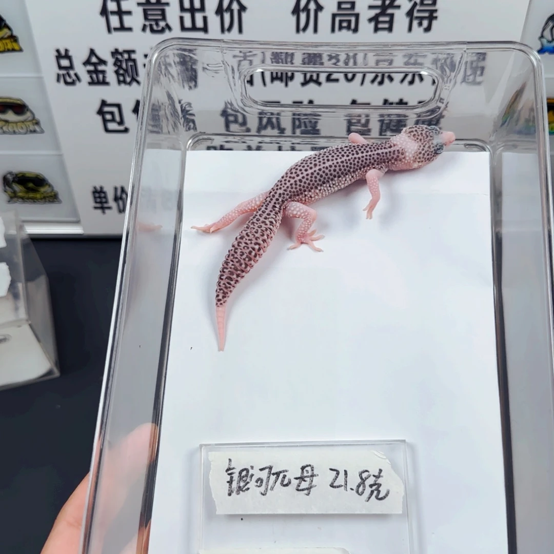 豹纹守宫豹纹守宫