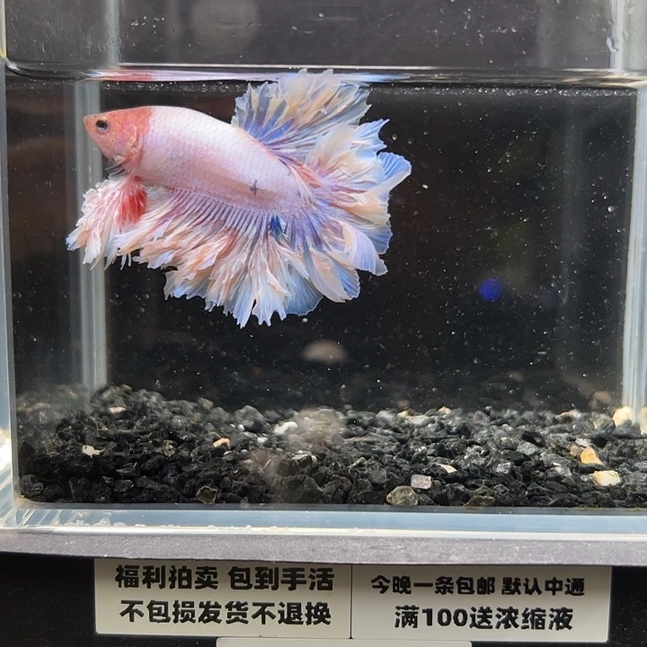 斗鱼跑单拉黑10日81