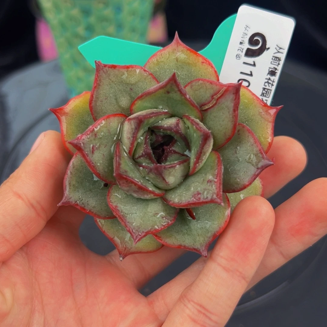 从前慢多肉编号1104-11