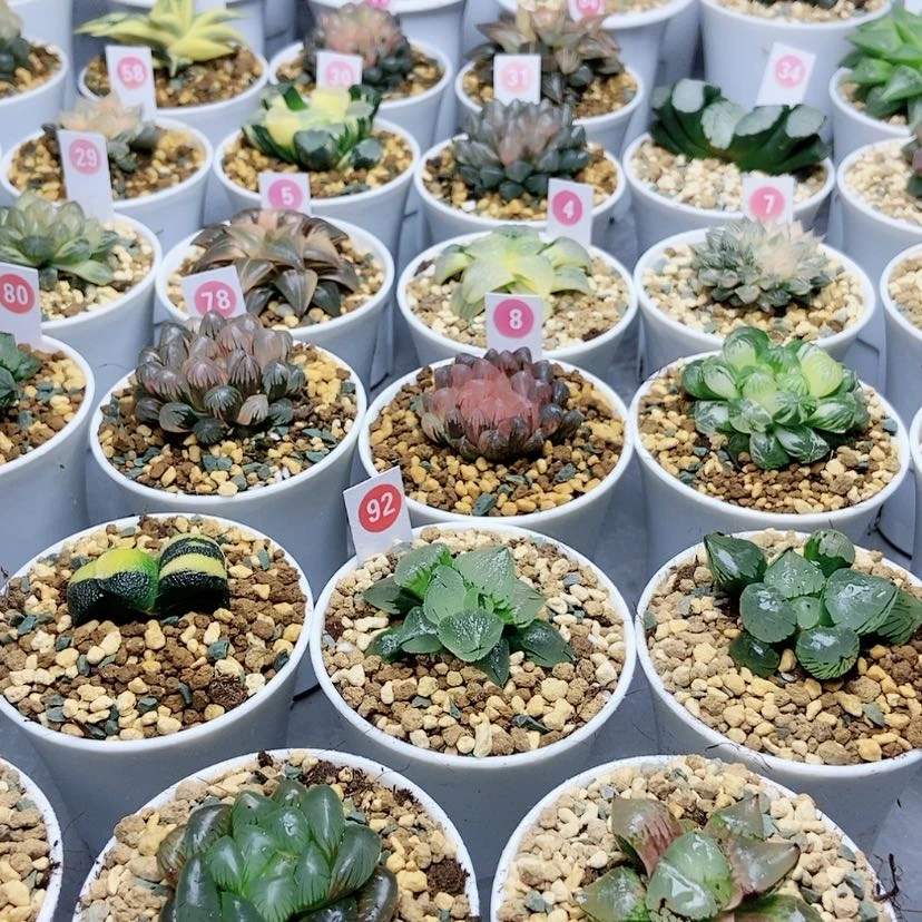 【闪购商品】土十包9