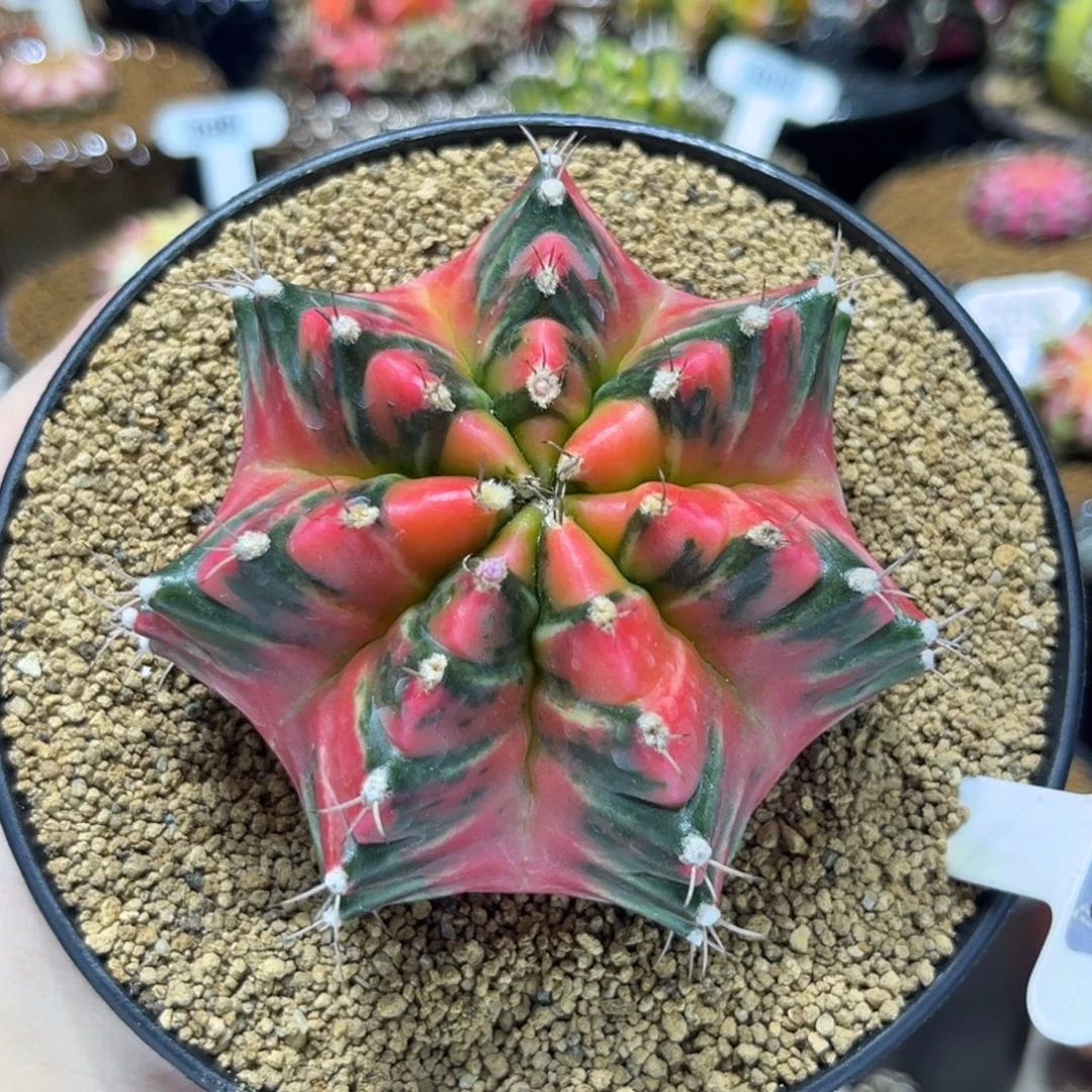 实生根大龟甲—————————