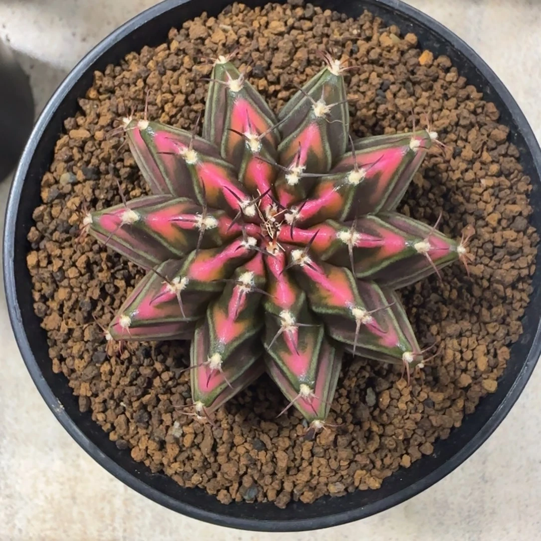 泰系实生肋骨锦粉背