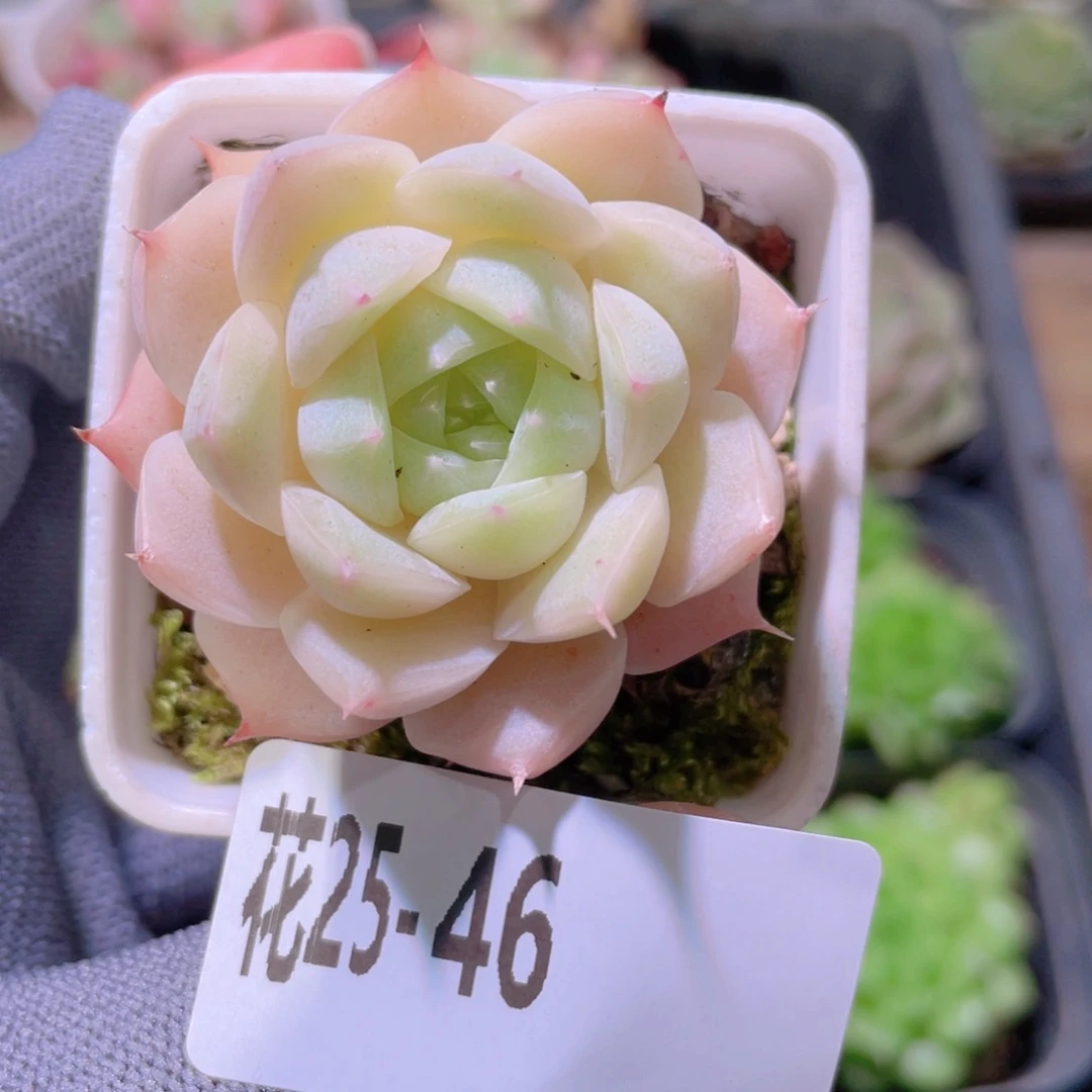 花利美25-46美瞳